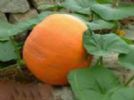 Cucurbita Moschata Extract 